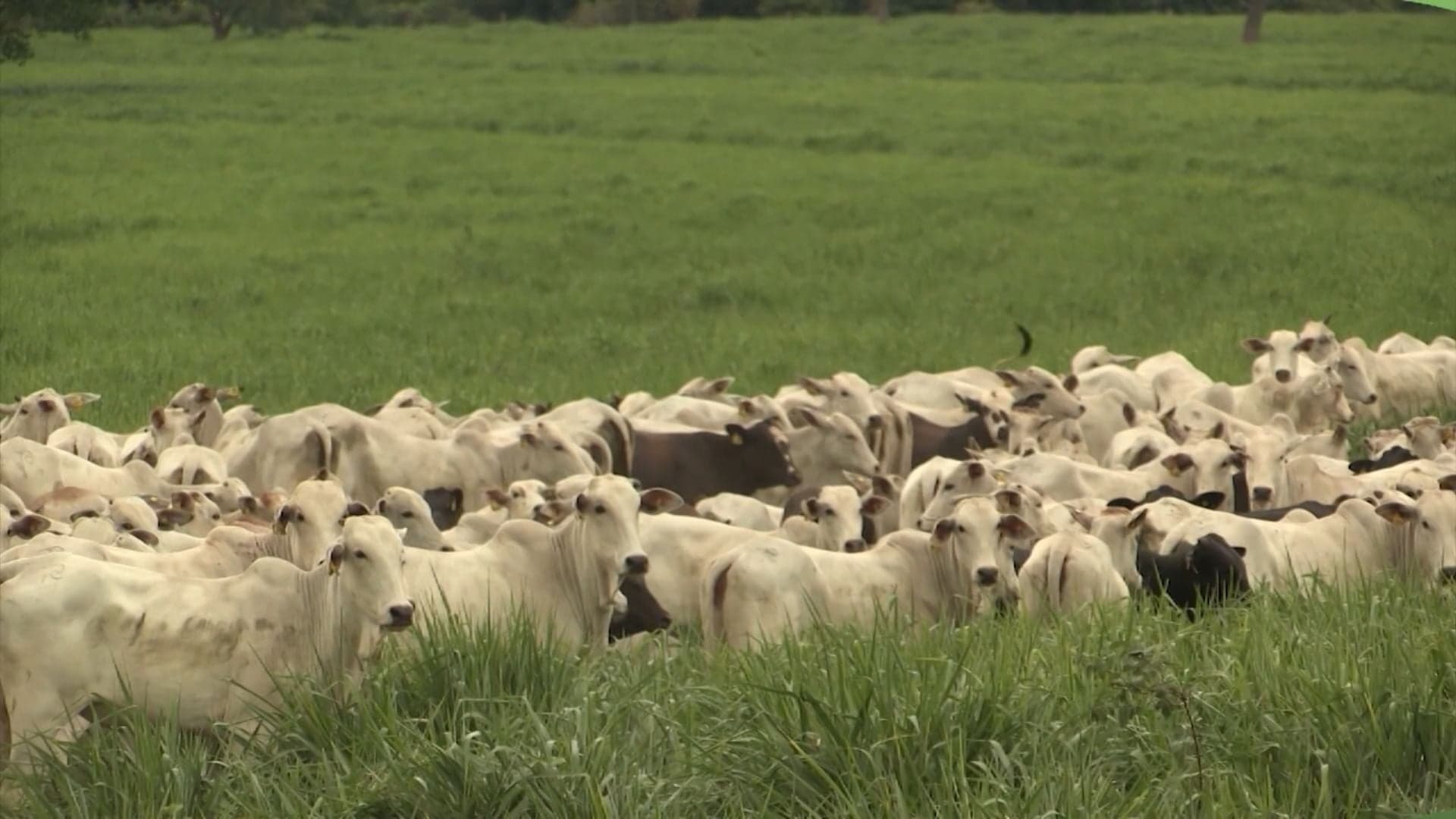 UE bloqueia exportações brasileiras de carne devido a antimicrobianos