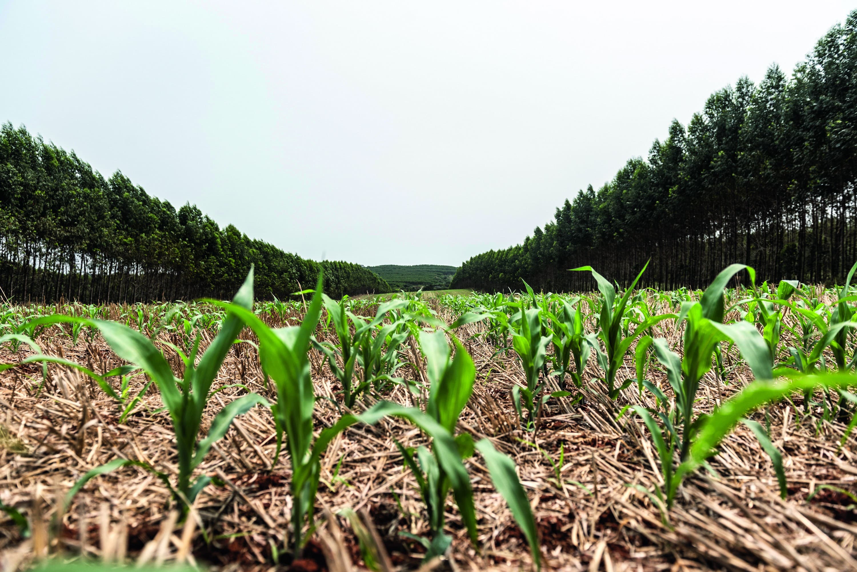 Pedidos de recuperação judicial no agro crescem 73,5% em 2026