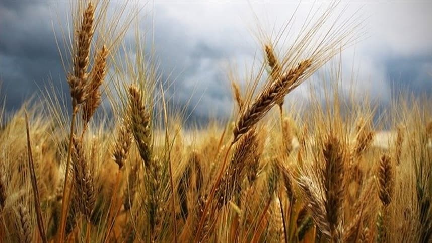 Mercado de trigo valoriza com alta na produção e conflitos na Ucrânia