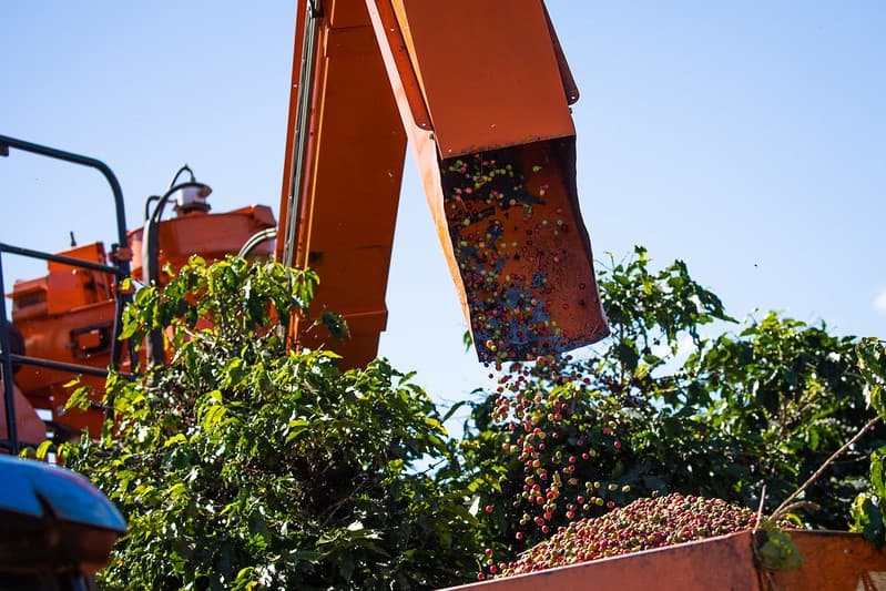 Colheita de café arábica avança lentamente no Brasil em 2026