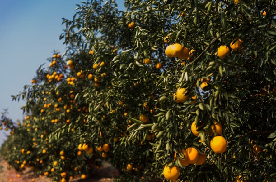 Negociações de laranja avançam em 2026; colheita é afetada por clima