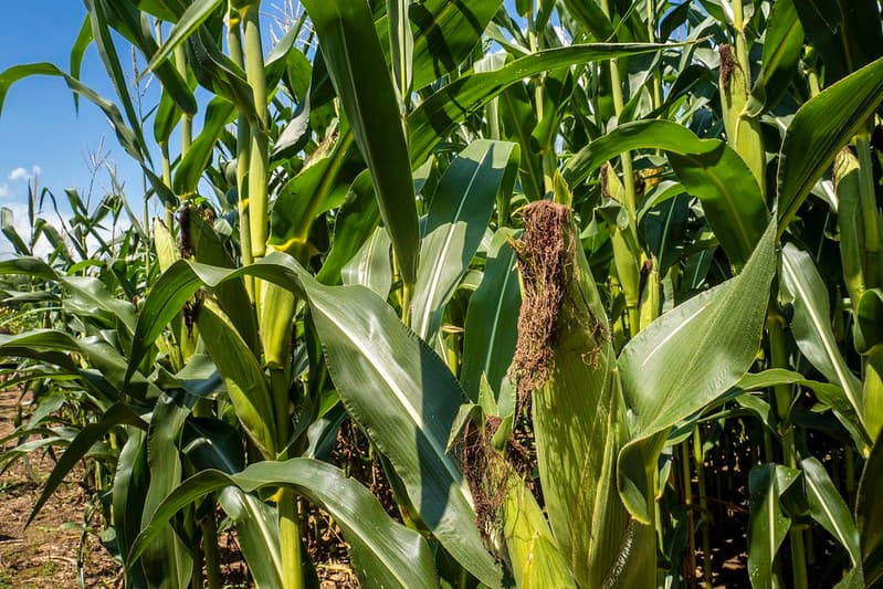 Produtividade de milho e soja despenca na Dakota do Sul