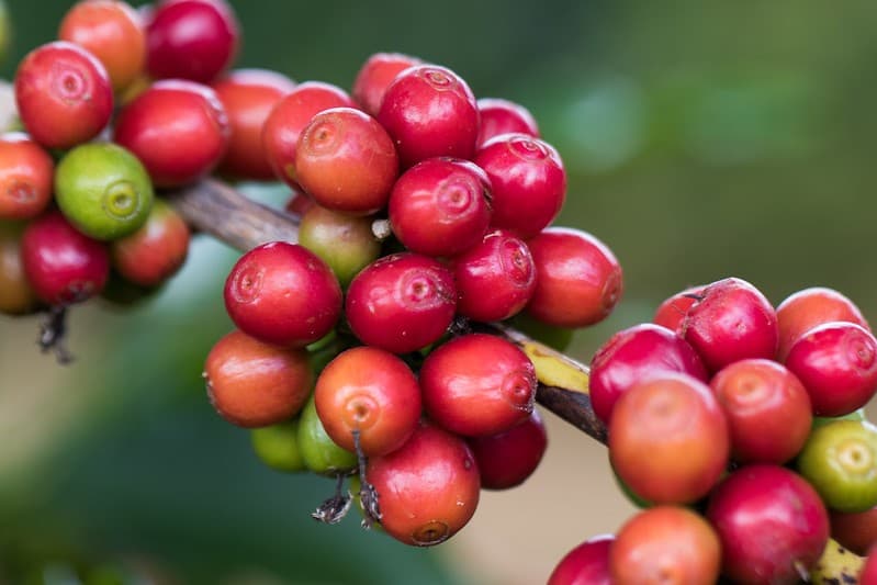 Cotações de café, cacau e algodão apresentam alta no mercado