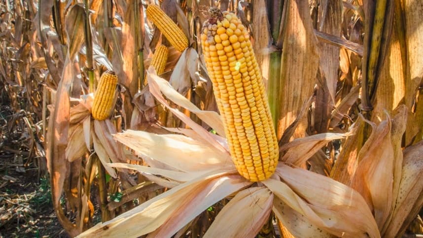 Mercado de milho no Brasil enfrenta baixa liquidez e cautela