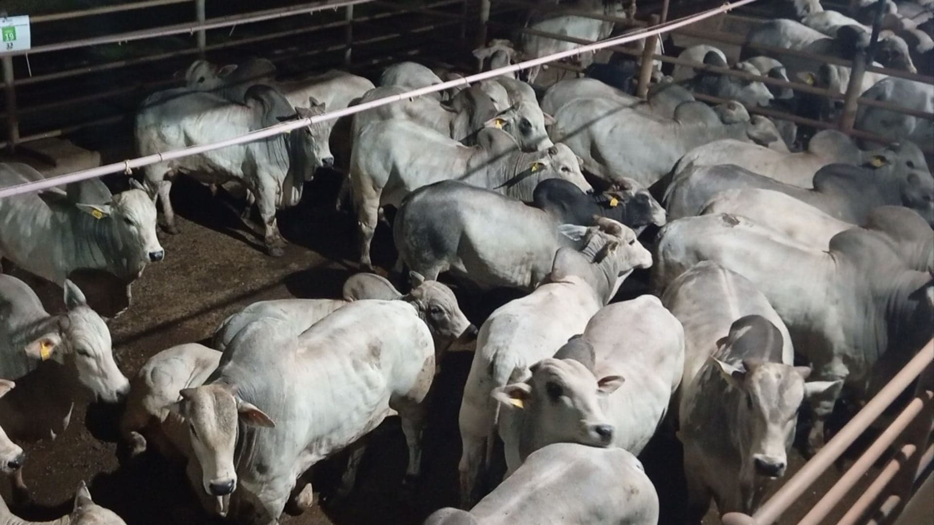Brasil se destaca na pecuária global e lidera produção de carne bovina