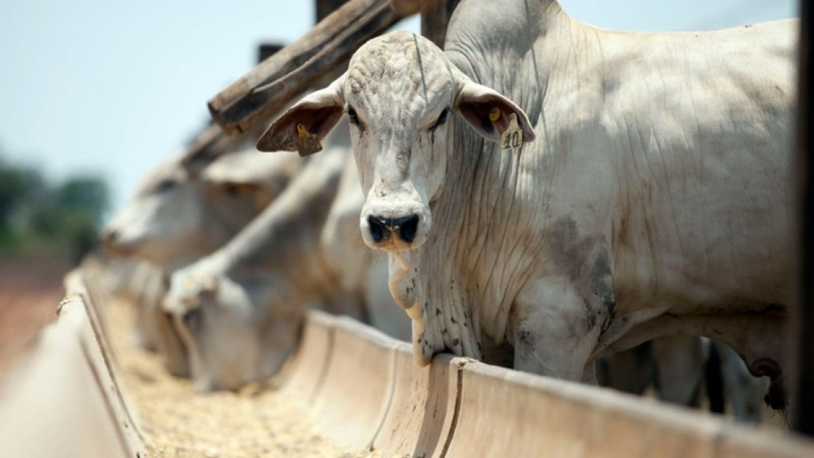 Fiap 2026: Fórum em Campo Grande discute agropecuária e sustentabilidade