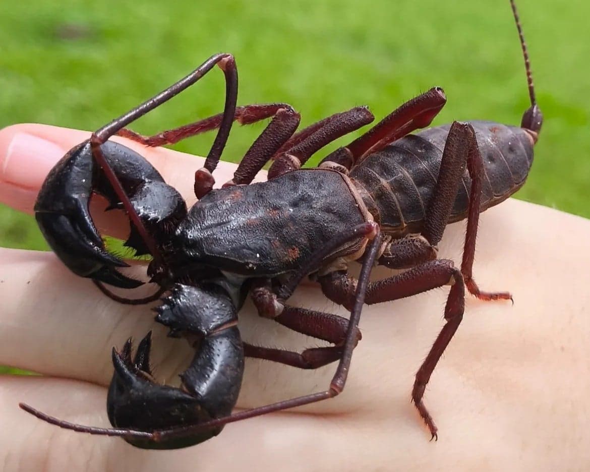 Invertebrados do Pantanal: Biodiversidade em Risco