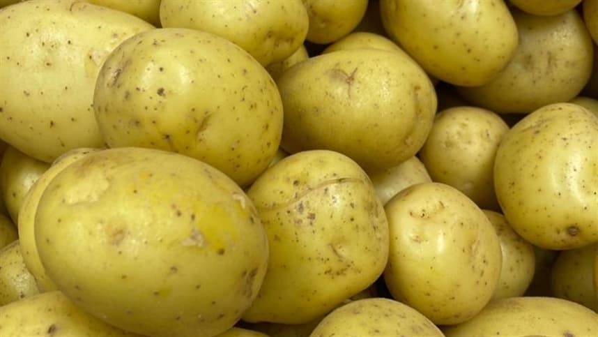 Finalização da colheita da primeira safra de batata no estado do Paraná