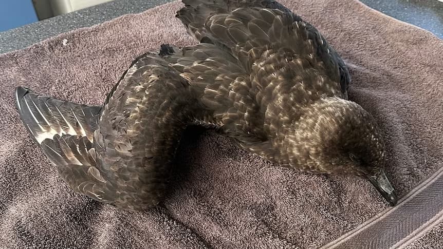 Austrália detecta gripe aviária em ave marinha migratória