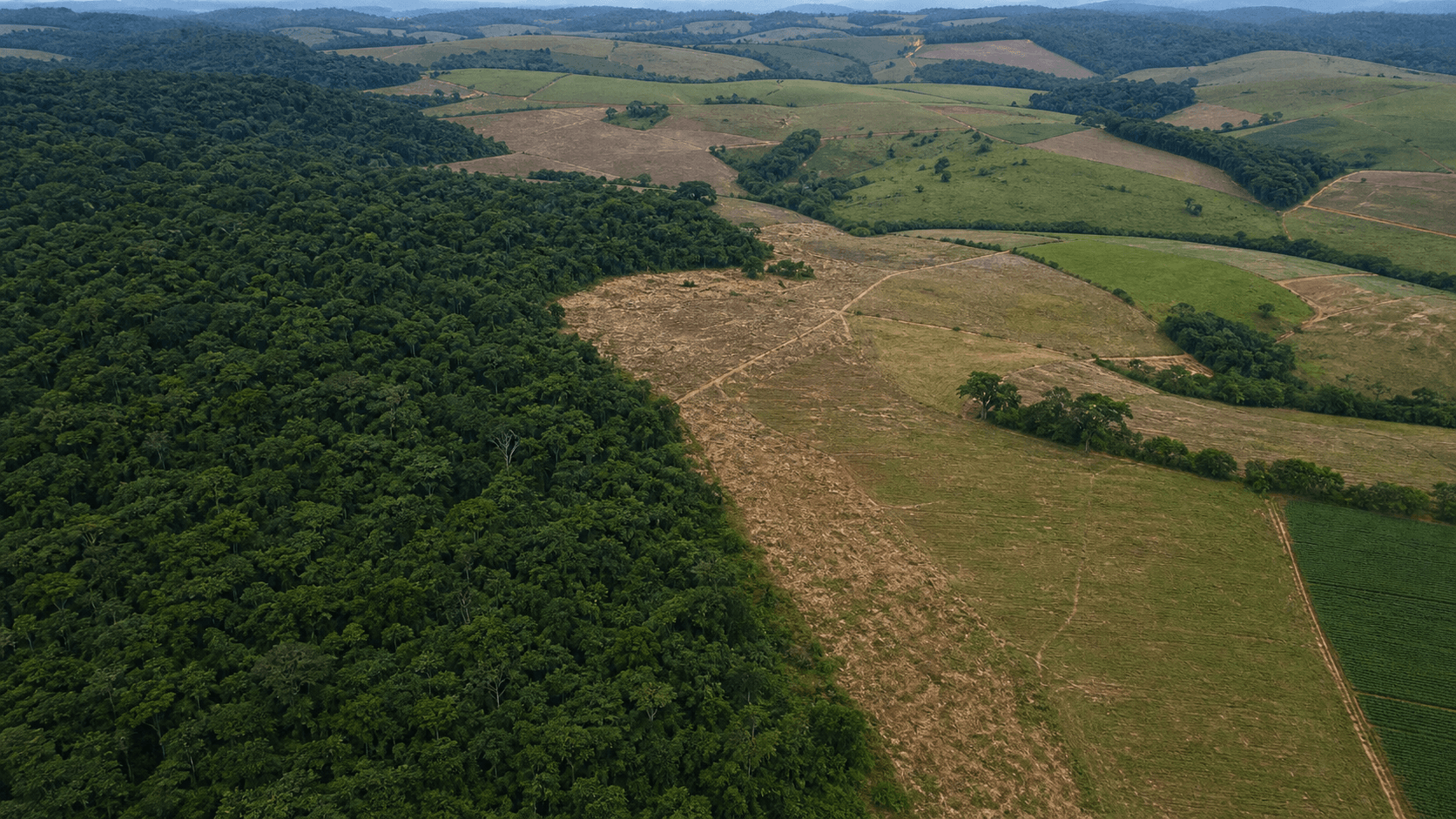 Brasil registra queda no desmatamento para 984.794 hectares em 2025