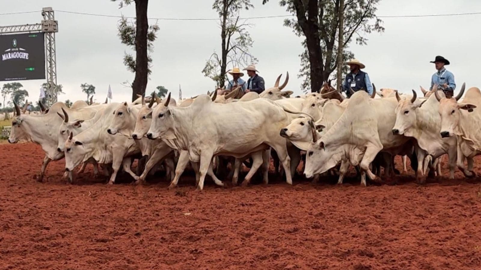Preços do boi gordo caem 1,34% em maio e mercado apresenta estabilidade