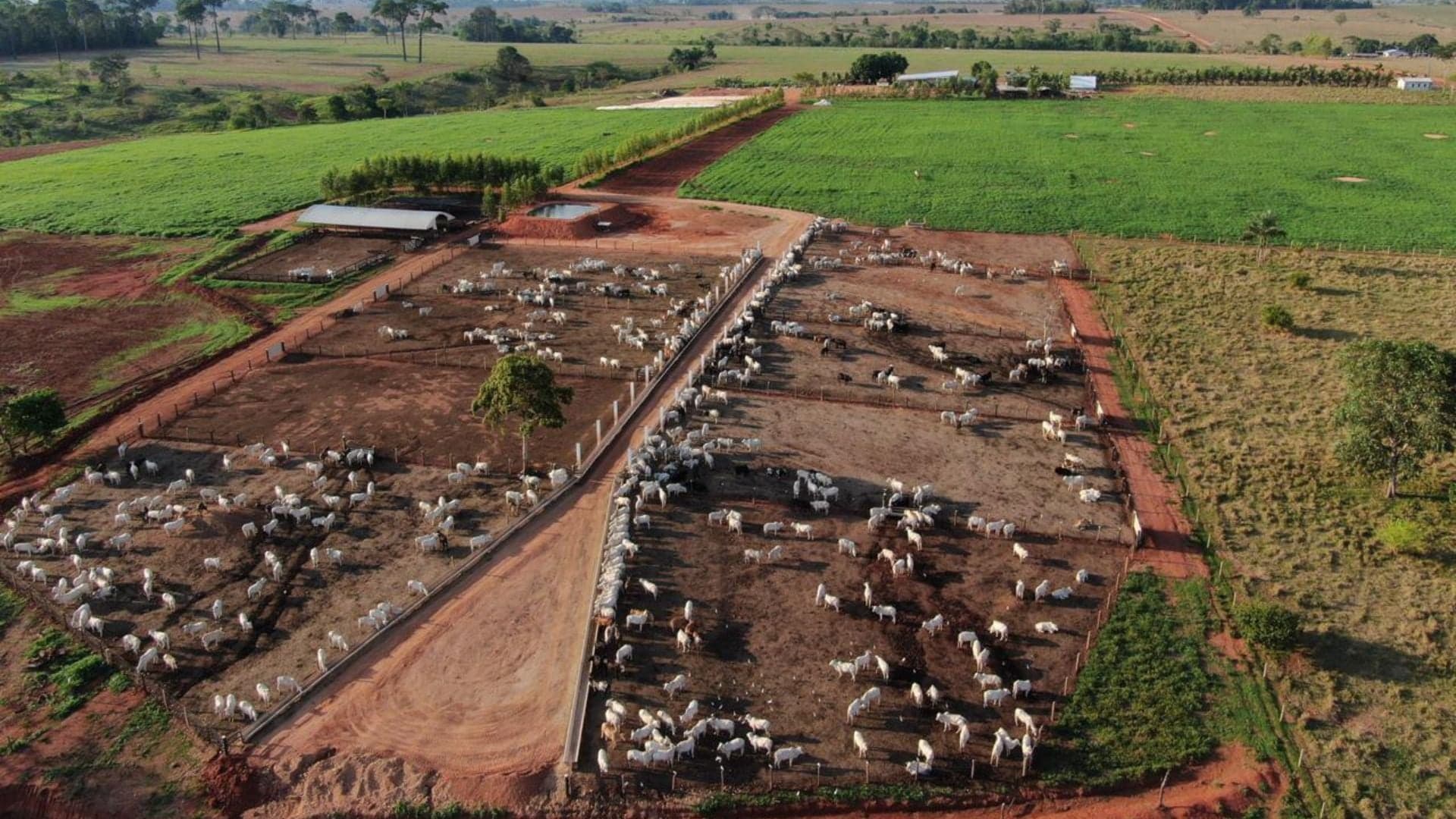Protocolo sanitário eficiente pode economizar R$ 100 por gado