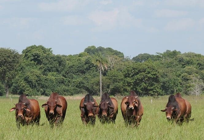 Geneplus comemora 30 anos de melhoria genética na pecuária