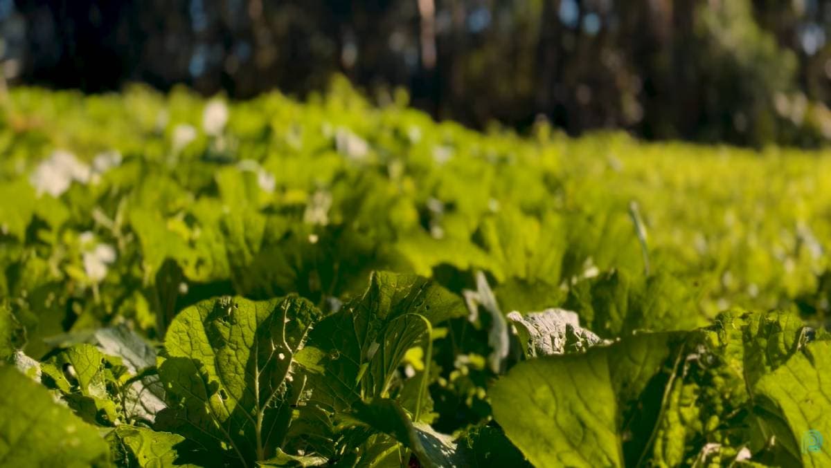 Eduardo Faria inova com agricultura orgânica em Parelheiros