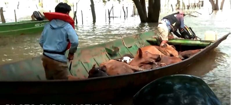 Pecuaristas argentinos enfrentam inundações devido ao El Niño