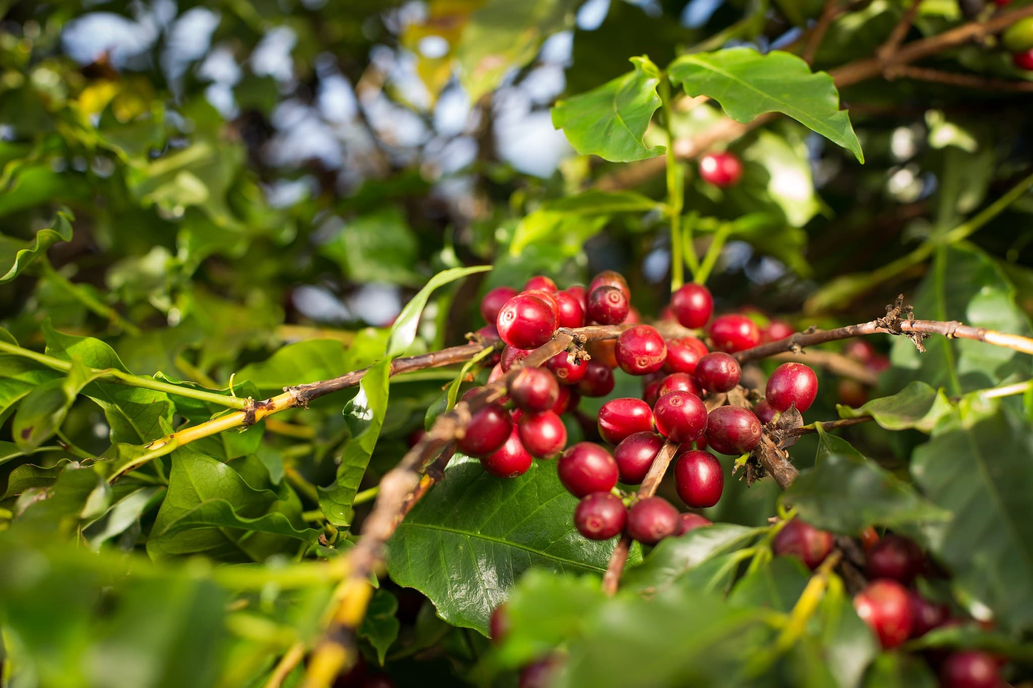 Agricultura regenerativa reduz custos em produção de café no Brasil