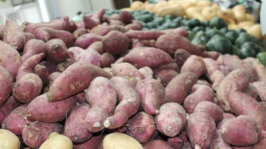 Batata de pele vermelha: uma opção ideal para agricultores familiares