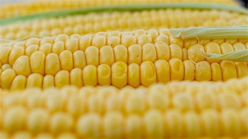 Imea eleva previsão de produtividade do milho em Mato Grosso