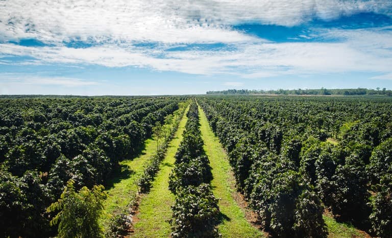 Café gera R$ 3,3 bilhões em vendas de defensivos na safra 2025/26