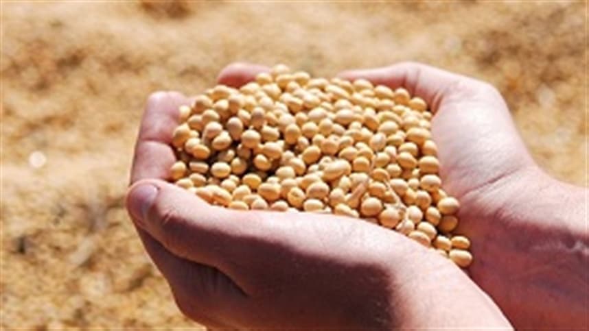 Mercados agrícolas em alta: trigo, soja e milho avançam na sexta