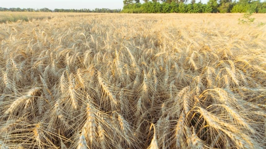 Trigo tropical se destaca como alternativa produtiva no Brasil Central