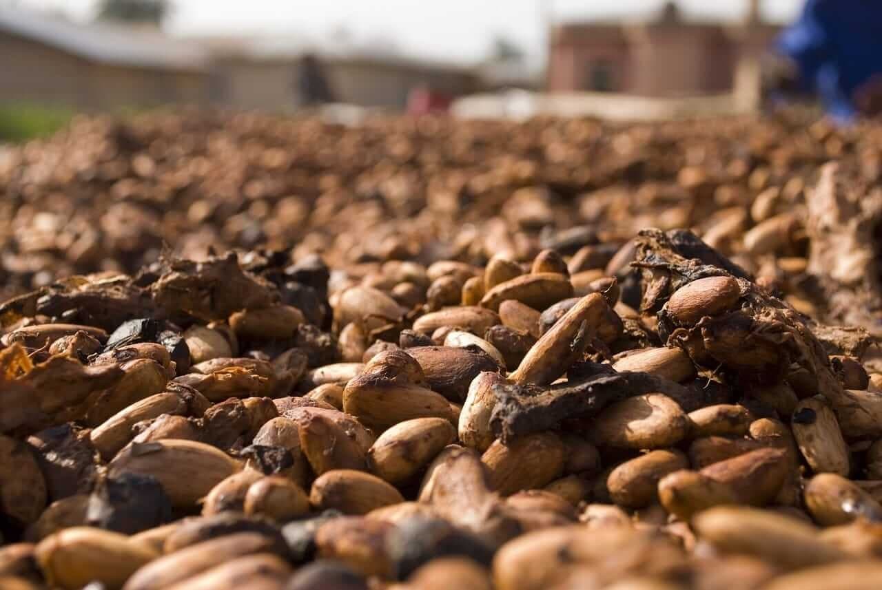 Café e cacau sobem, enquanto açúcar e algodão apresentam queda