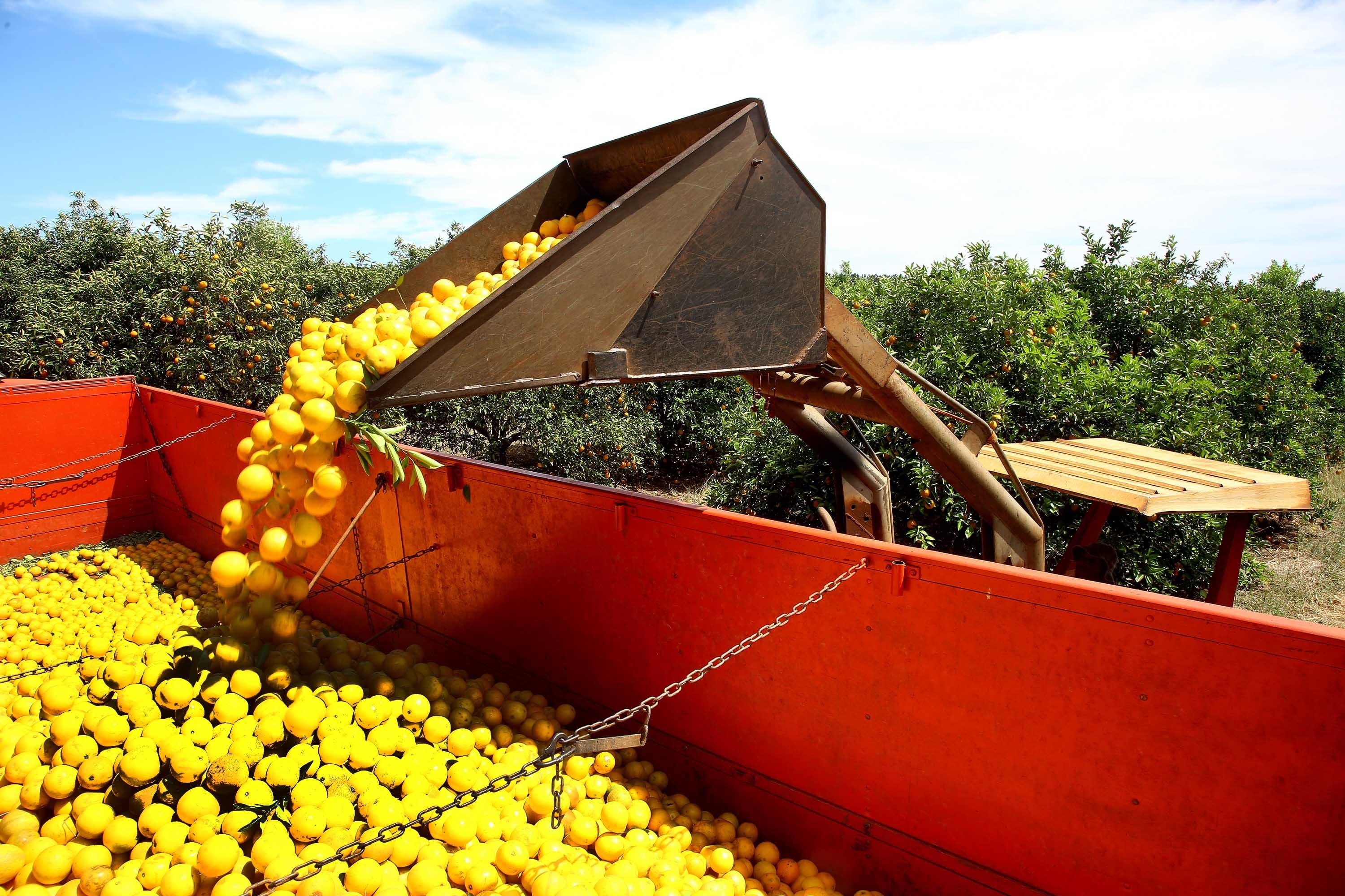 CitrusBR registra aumento nas contratações da citricultura no início da safra 2026/27