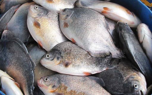 Tarifa de 25% dos EUA deve impactar etanol, açúcar e pescados brasileiros