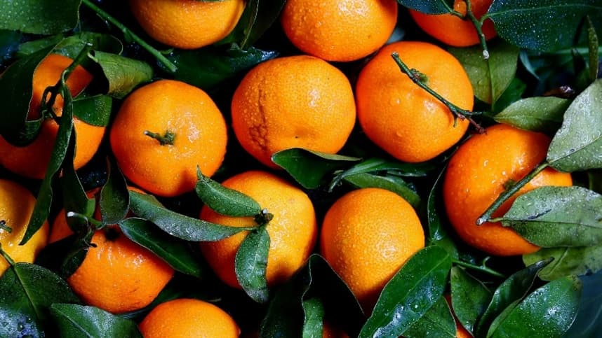 Vendas de laranja para processamento iniciam lentamente em 2026/27