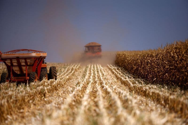 Produção de milho no Brasil cresce com demanda por etanol