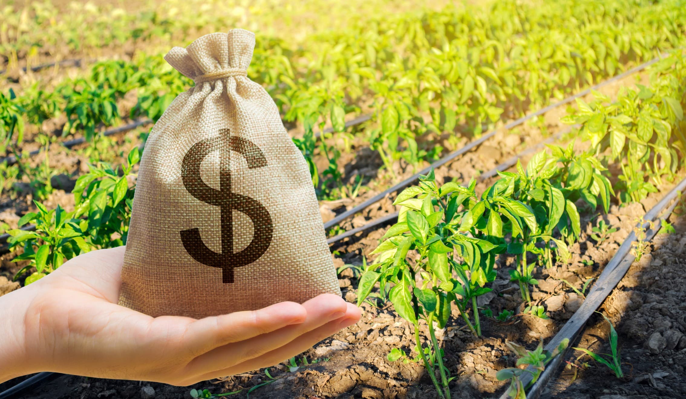 FPA pede R$ 27 bilhões para crédito rural na safra 2026/27
