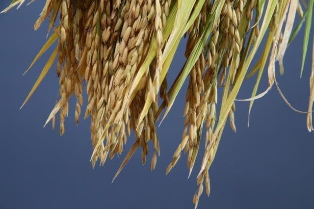 TJSC pode reimpor exigência de licenciamento ambiental para cultivo de arroz