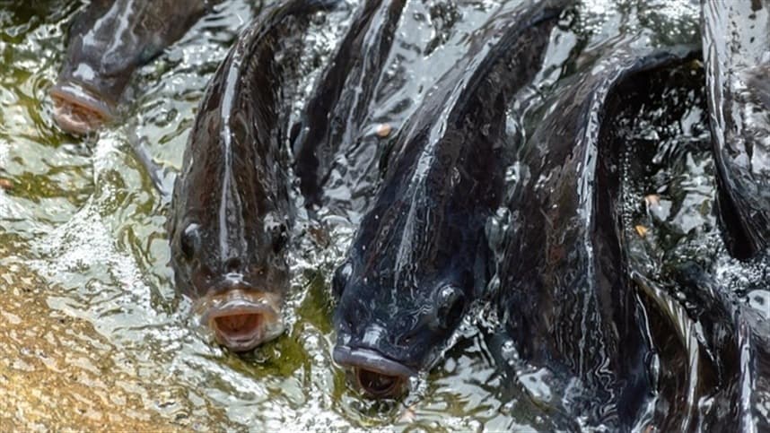 Impacto do clima na piscicultura e pesca no Rio Grande do Sul