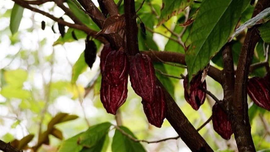 Brasil celebra Dia do Chocolate com recuperação do cacau em crescimento