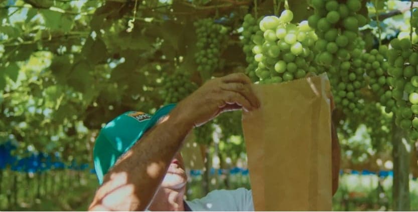 Uva Brasil Pilar Moscato conquista fãs com sabor e doçura