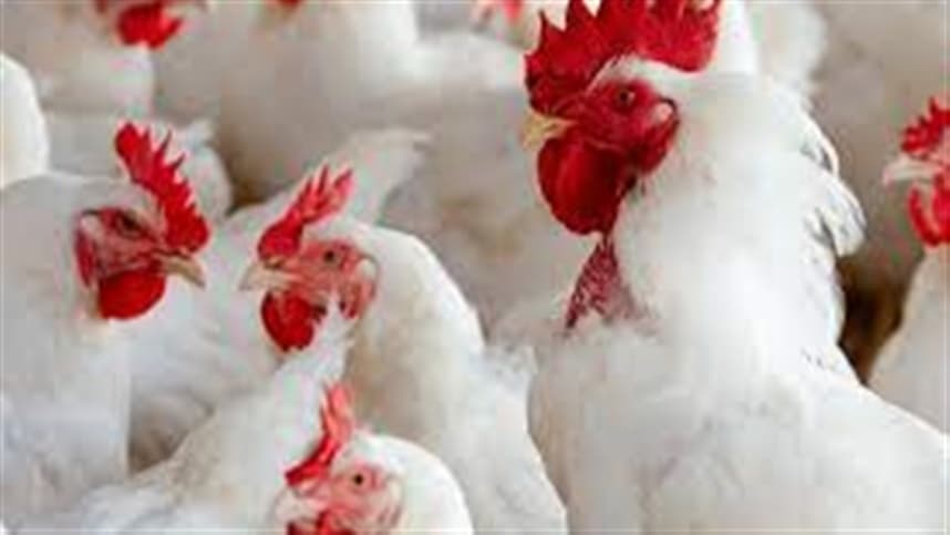 Setor avícola do Rio Grande do Sul se une para superar desastres e fortalecer a cadeia produtiva.