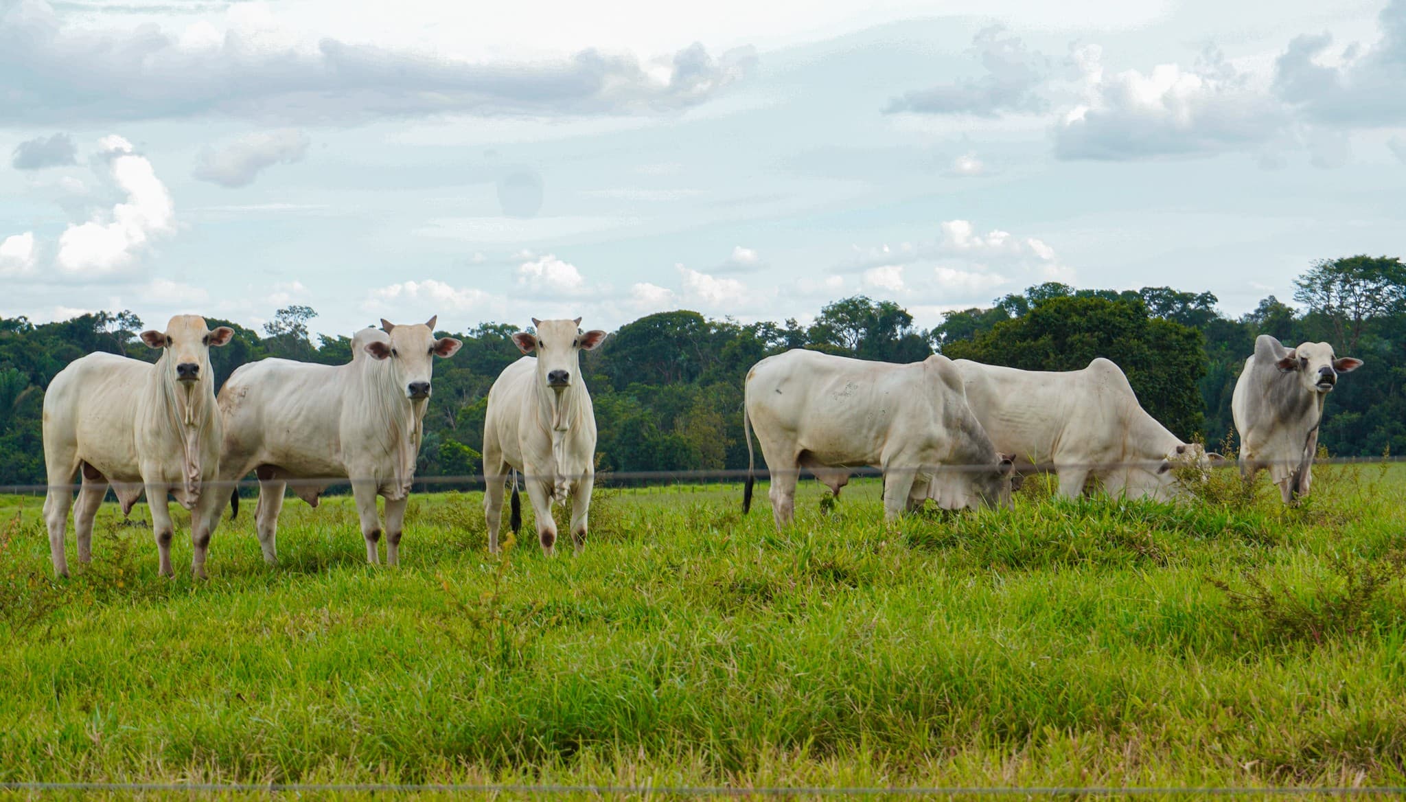 Conflito entre frigoríficos e pecuaristas sobre antimicrobianos no Brasil