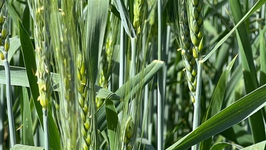 Mercado de trigo reage a clima e tensões no Mar Negro