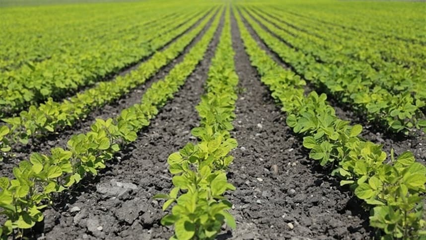 Mercado agrícola global teme clima e registra alta em commodities