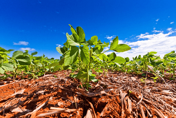 Ministério da Agricultura prioriza regulamentação de bioinsumos
