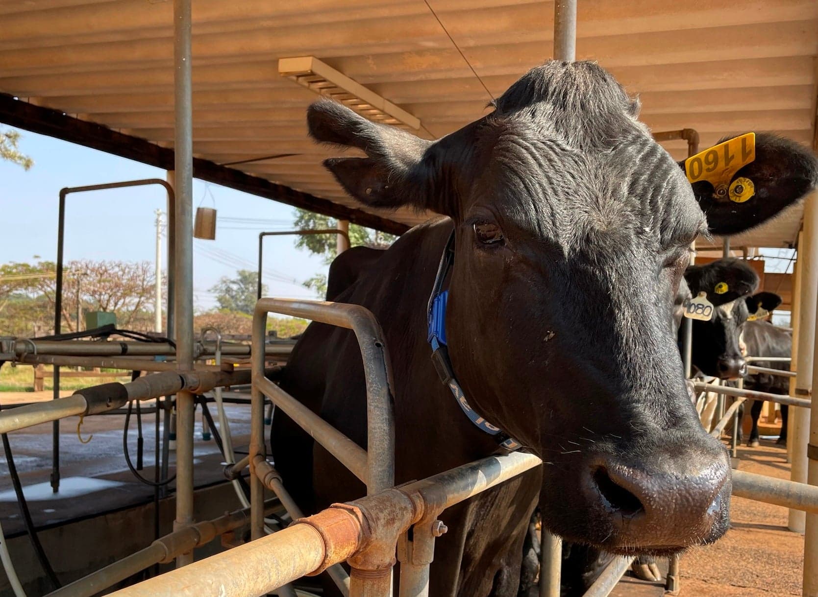 El Niño traz incertezas para produção de leite no Brasil