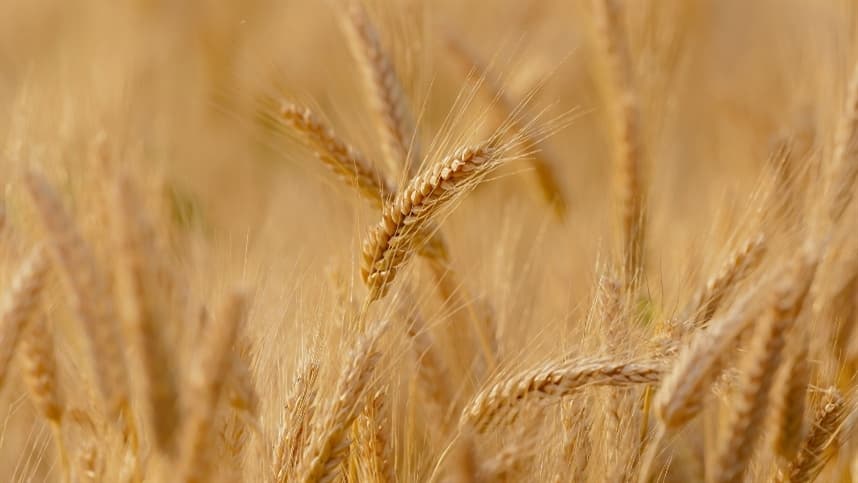 Cotações do trigo sobem com clima e tensões Rússia-Ucrânia