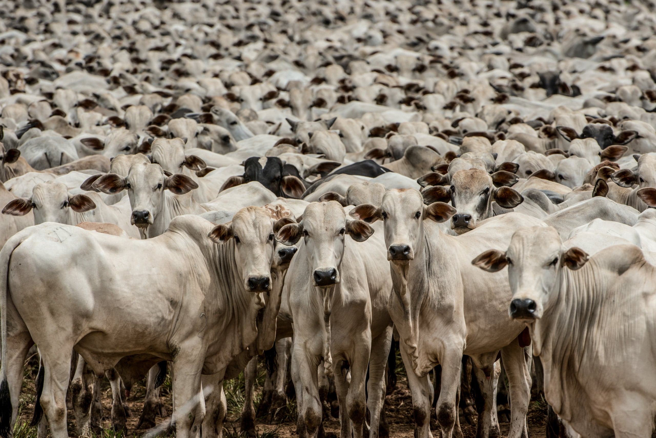 Preços do boi gordo se estabilizam apesar de pressões regionais