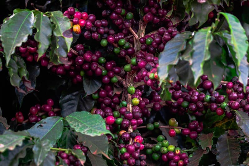 Colheita de café no Brasil promete safra robusta em 2026