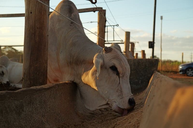 Expansão dos biocombustíveis transforma mercado de ração animal no Brasil