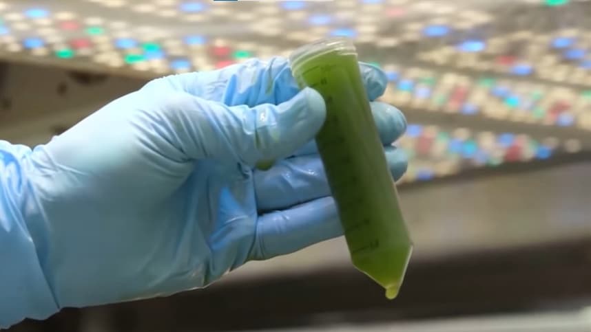 Cana-de-açúcar e milho: eficiência na produção de etanol em foco