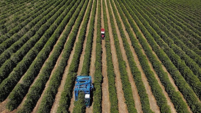 Exportações de café e soja aumentam, enquanto milho e carne têm quedas