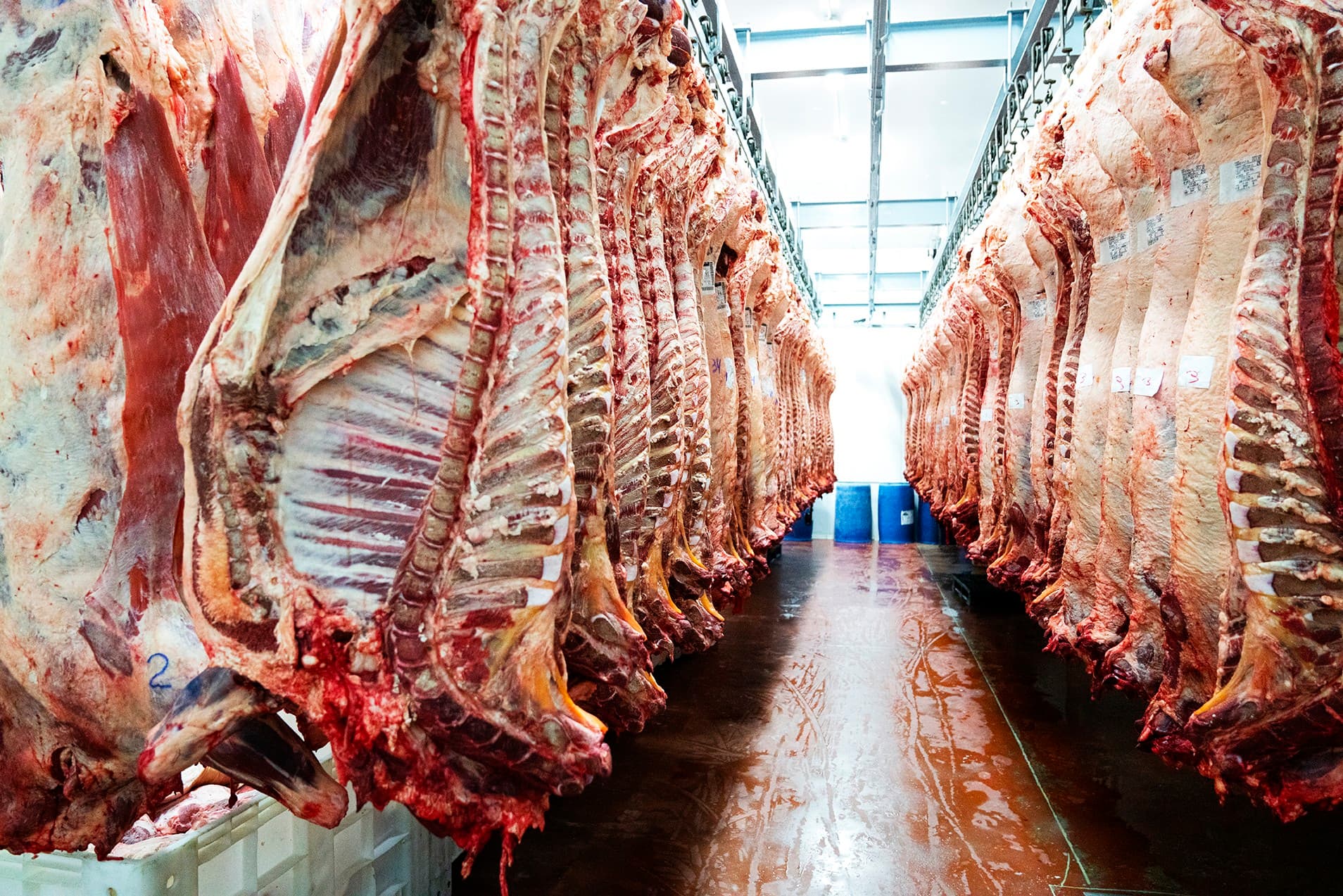Abiec avalia positivamente uso da cota uruguaia de carne para exportação à China