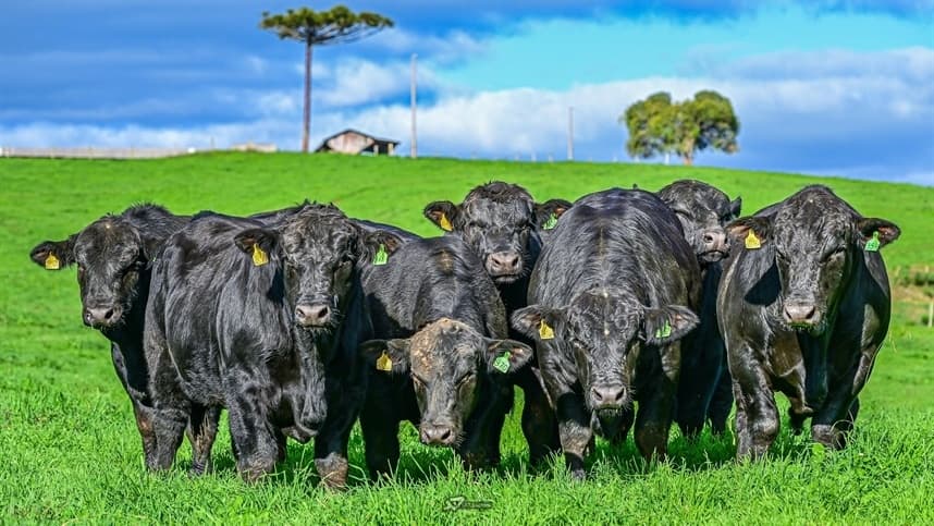 Ultrablack lidera preços em leilões de touros em Santa Catarina