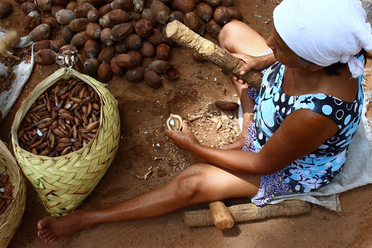 Babaçu transforma vidas em comunidades quilombolas do Maranhão